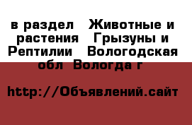  в раздел : Животные и растения » Грызуны и Рептилии . Вологодская обл.,Вологда г.